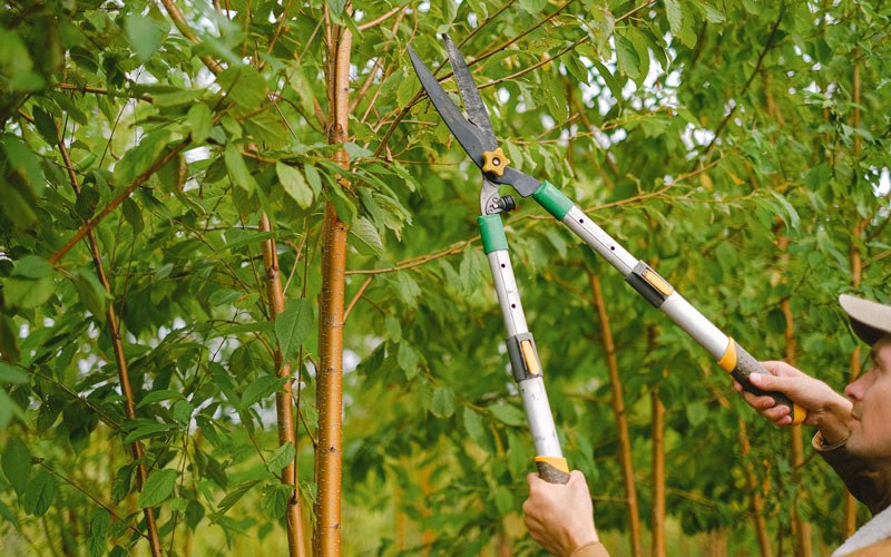 Tree trimming in Hustisford, WI