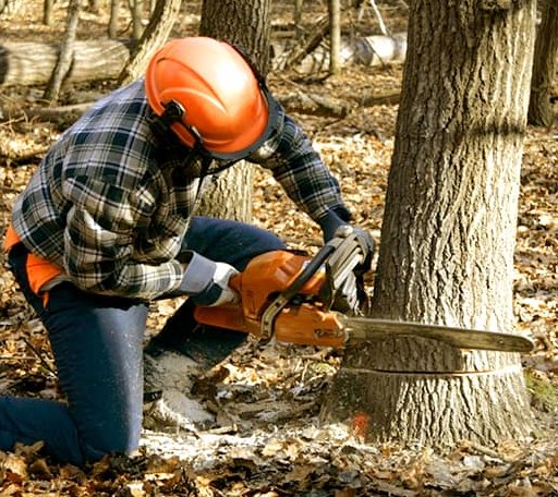 Tree Removal in Hustisford, WI